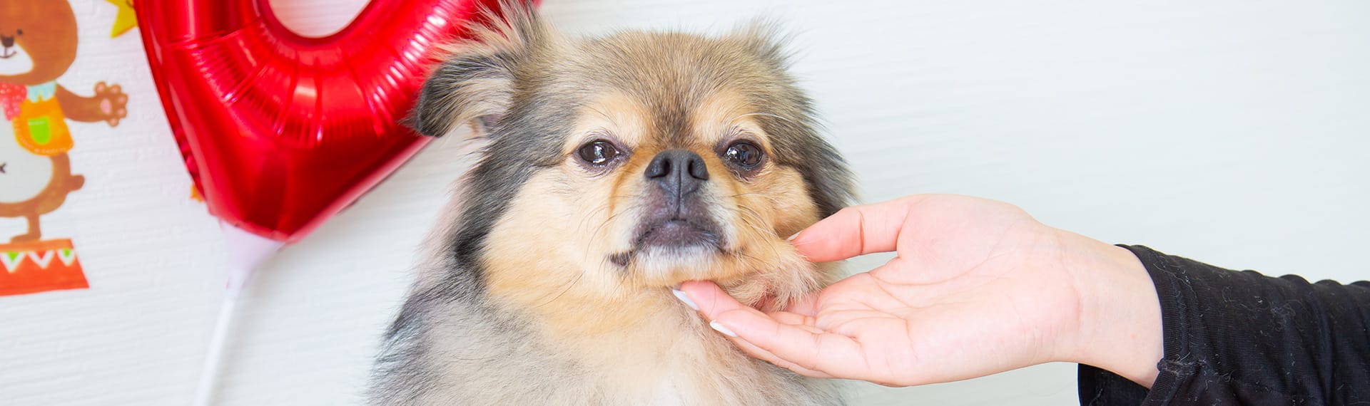 DOG SALON MILIMILI（ミリミリ）